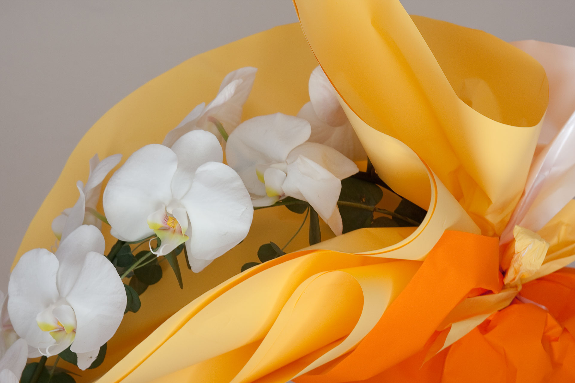 Gallery Rotoli Soft Isalberti